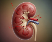 saffron and kidney health