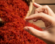 saffron consumption guidelines