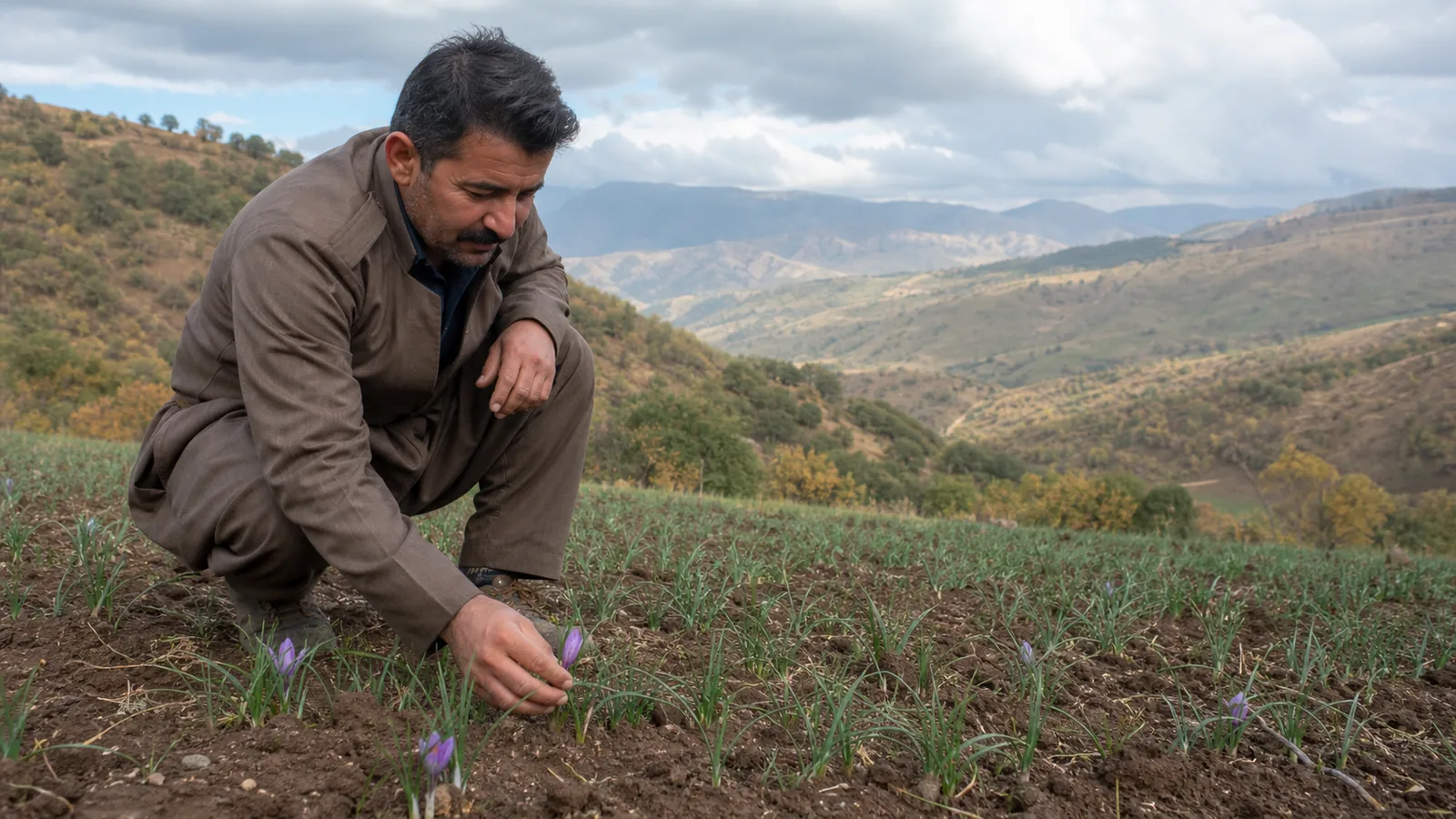 Farmer inspecting an emerging saffron field in Kurdistan Province, Iran