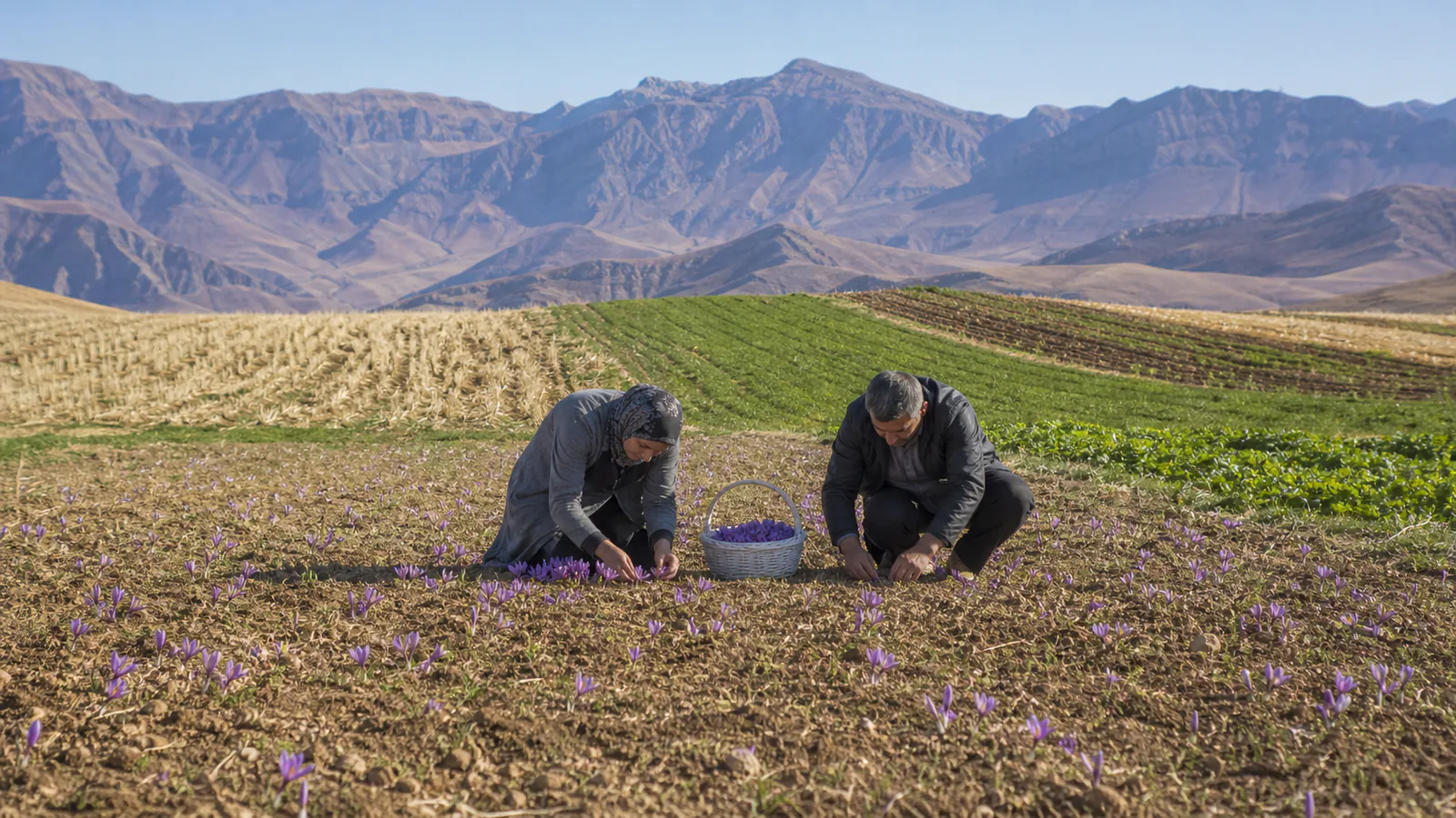 Saffron harvest in the mountain farmland of Chaharmahal and Bakhtiari Province