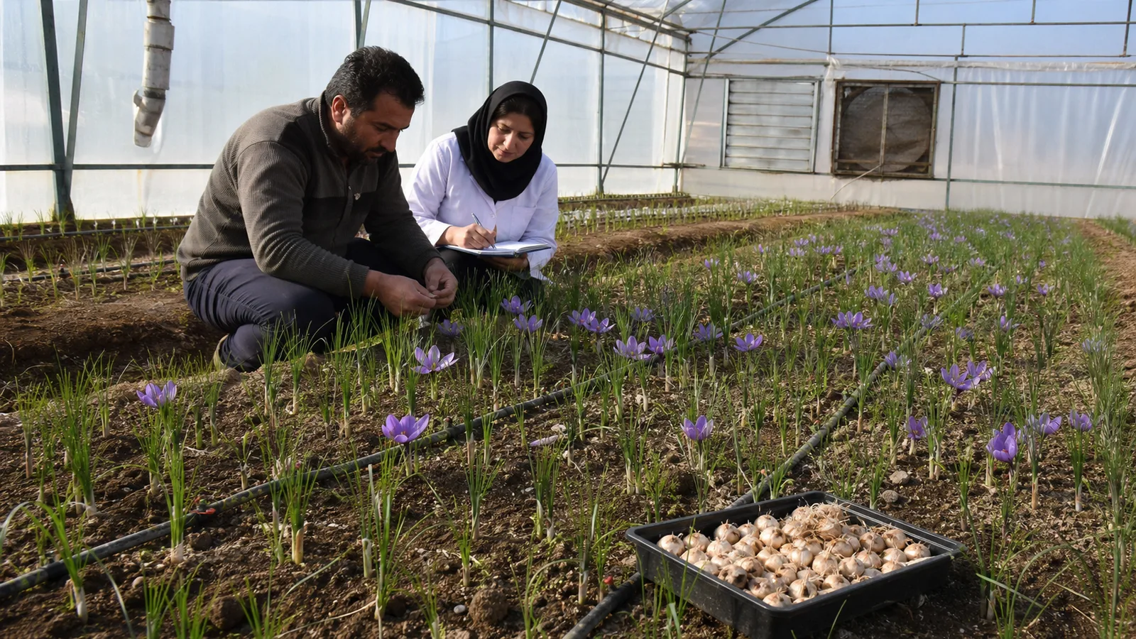 Grower and agronomist inspecting saffron plants and corms in a greenhouse