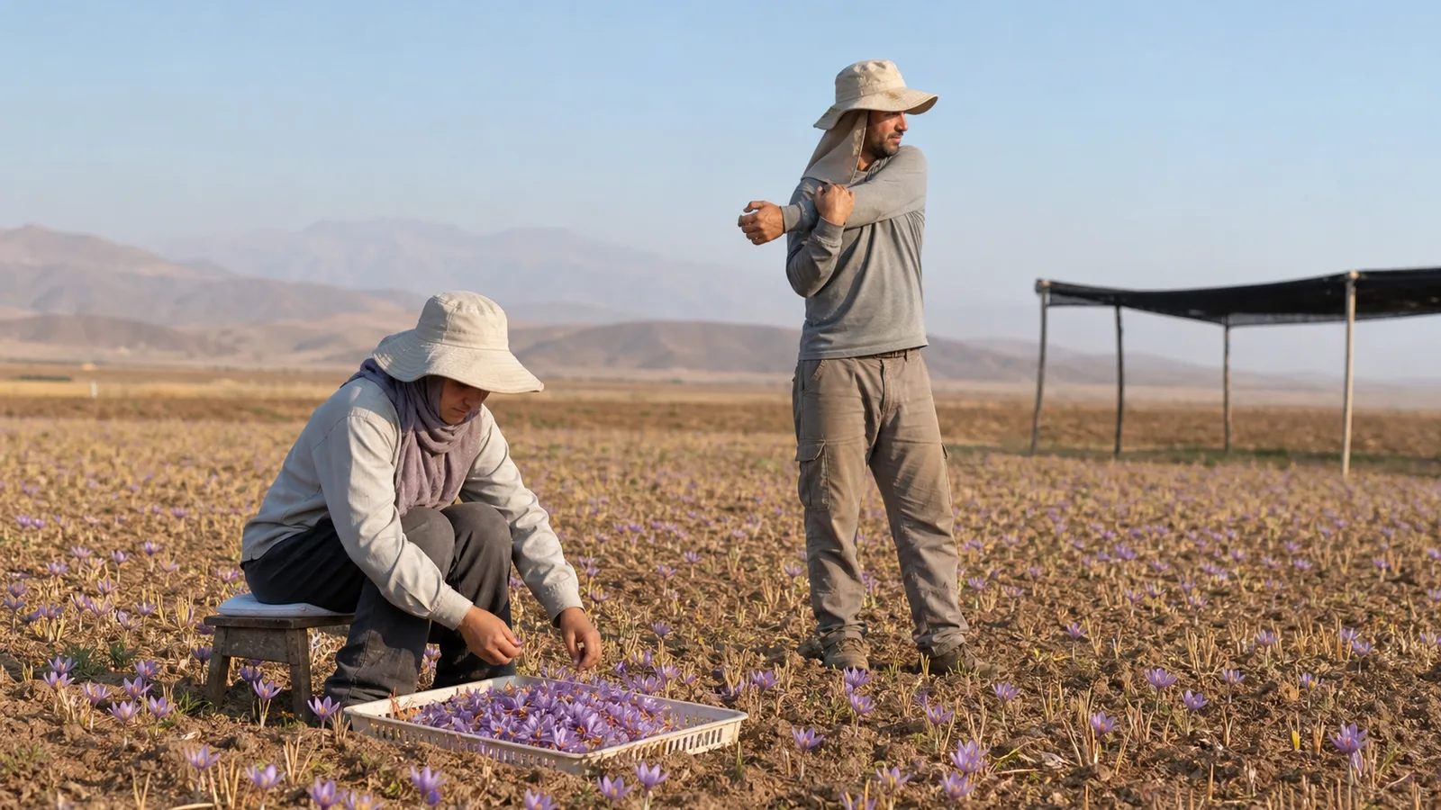Saffron harvesters using sun hats and clean shallow flower baskets