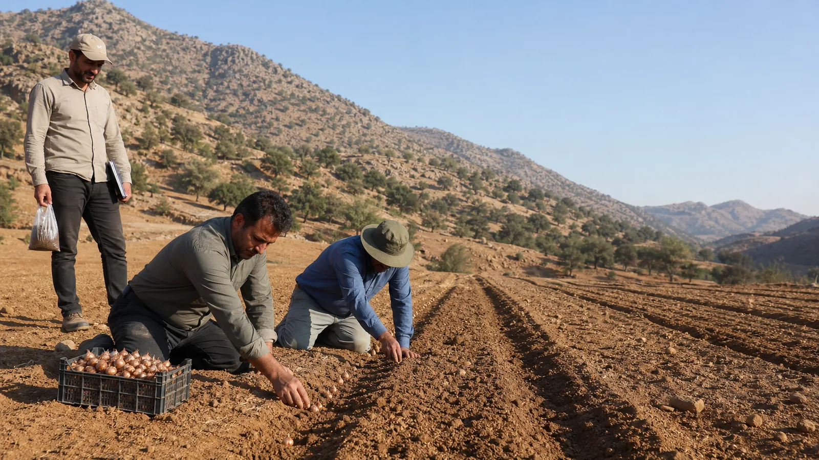 Farmers planting saffron corms in prepared soil near Badreh in Ilam province