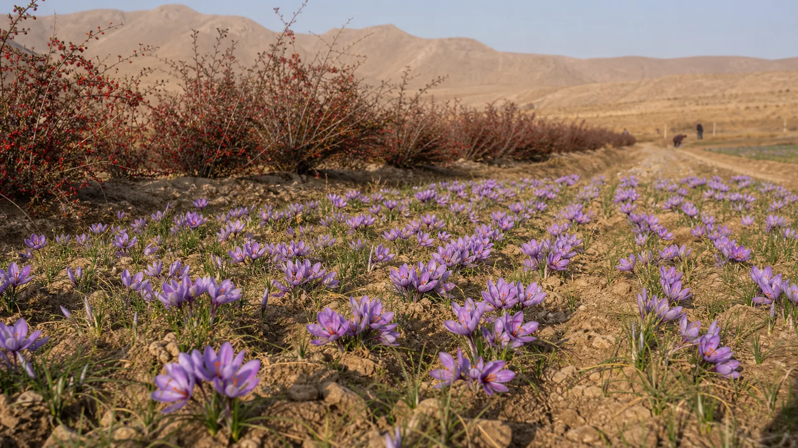 Purple saffron flowers beside red barberry shrubs in Qayenat