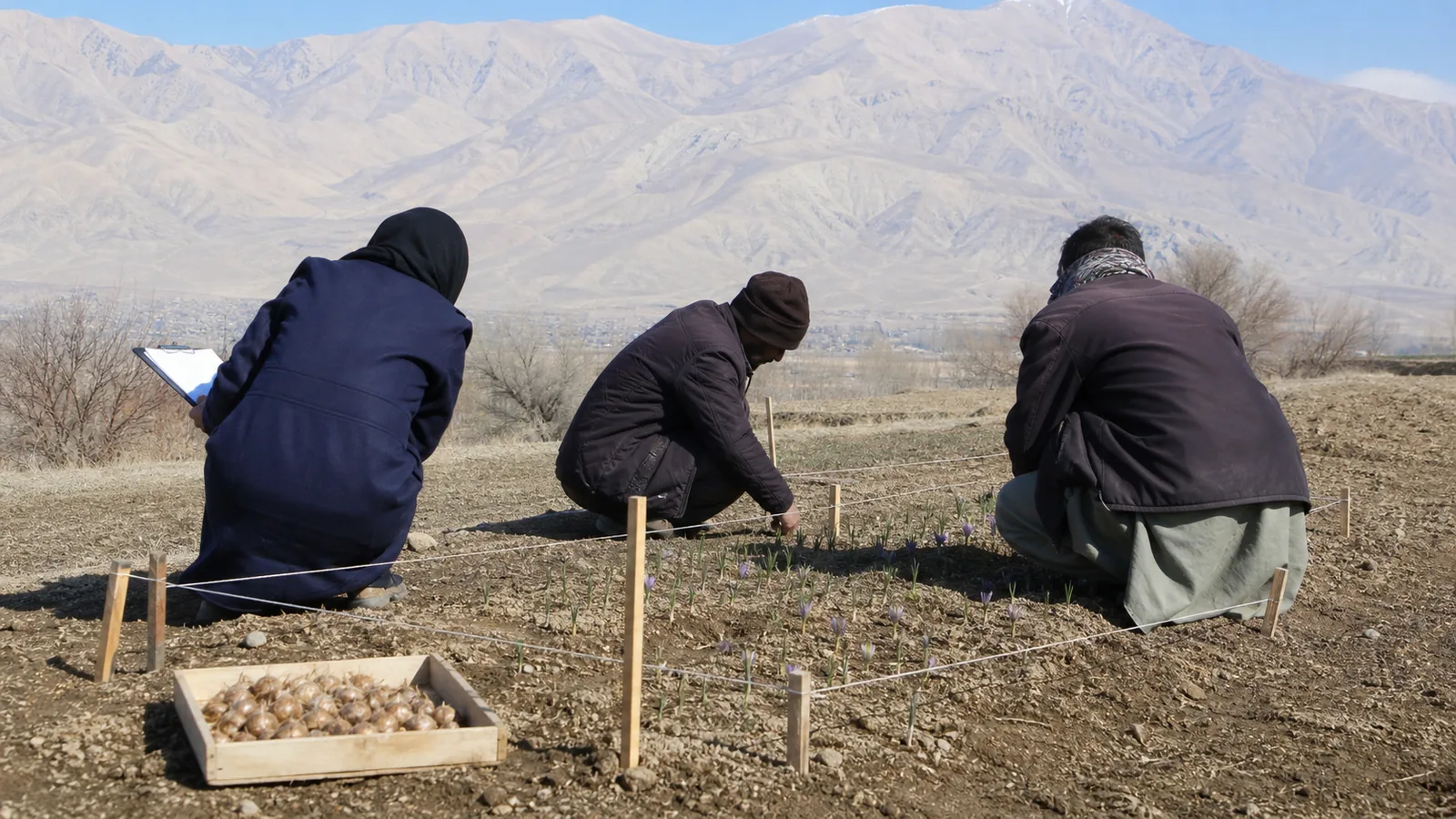 Farmers inspecting a first saffron trial plot in Bamyan