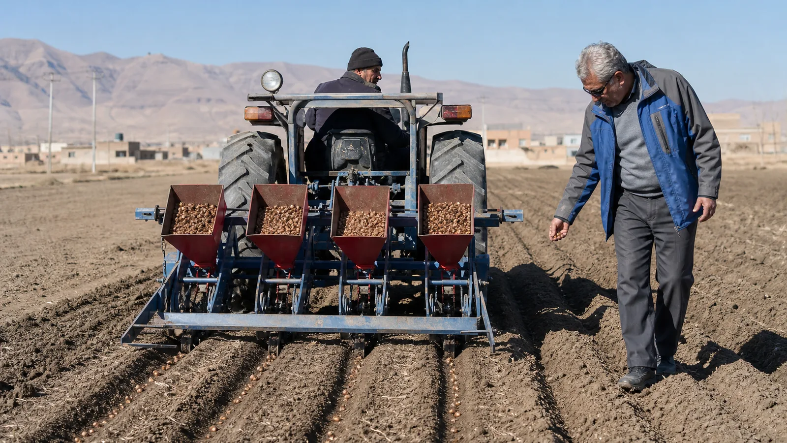 Mechanised saffron corm planting in a prepared Isfahan field