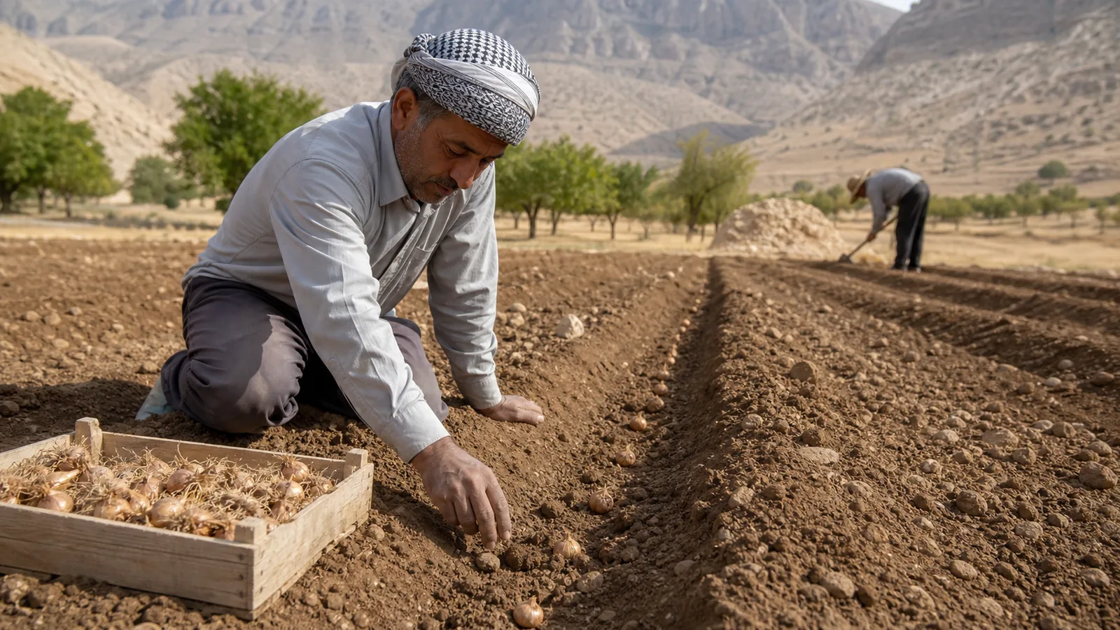 Farmer planting saffron corms in a prepared field in Fars Province