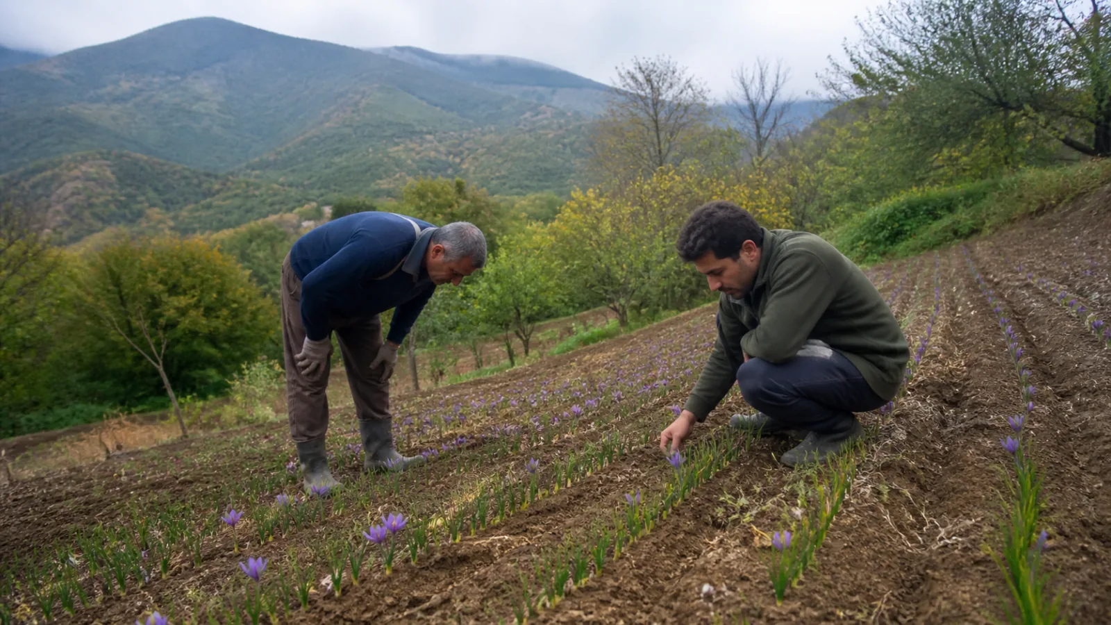 Farmers checking a small saffron field on upland slopes near Sari