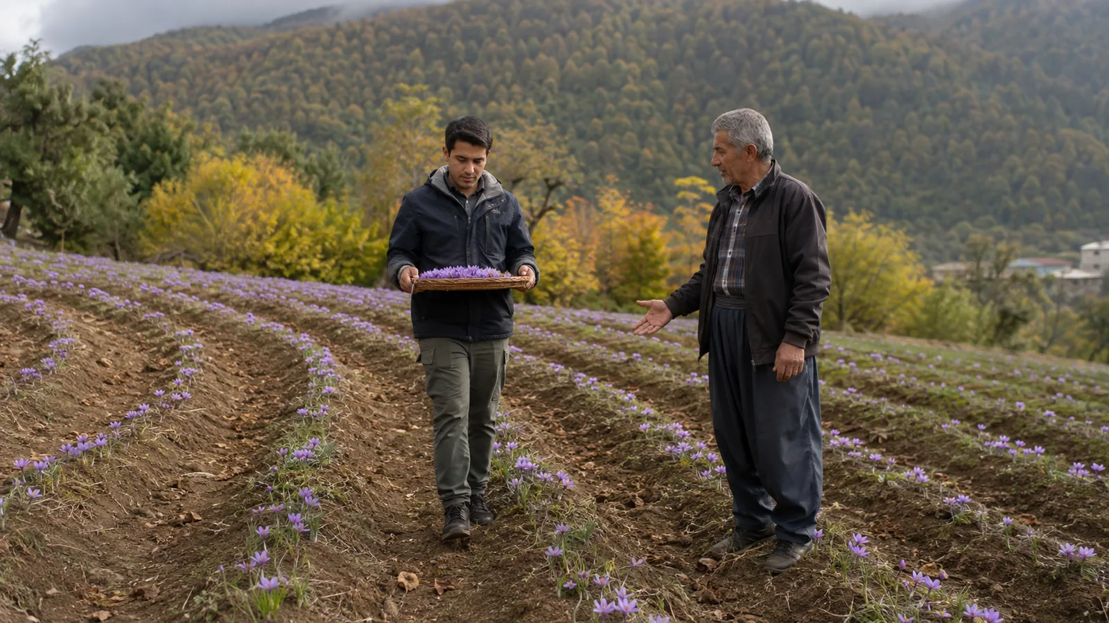 Young and older farmers carrying harvested saffron flowers in Dudangeh