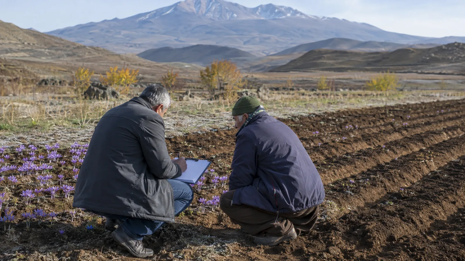 Farmers assessing gradual saffron field expansion in Sarein