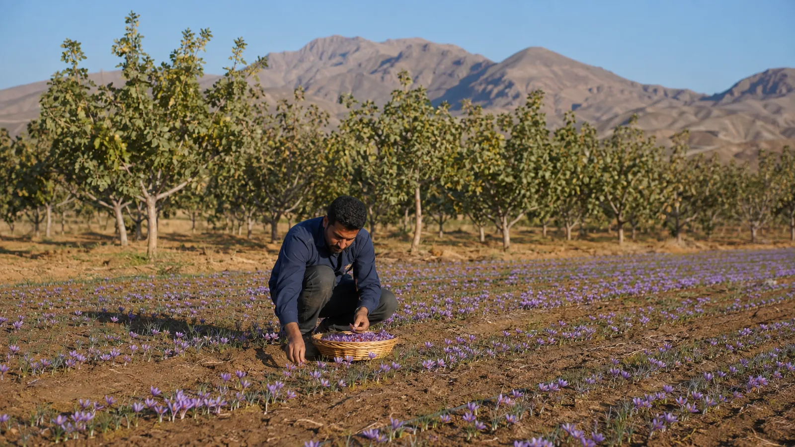 Saffron harvest beside a pistachio orchard in Rafsanjan