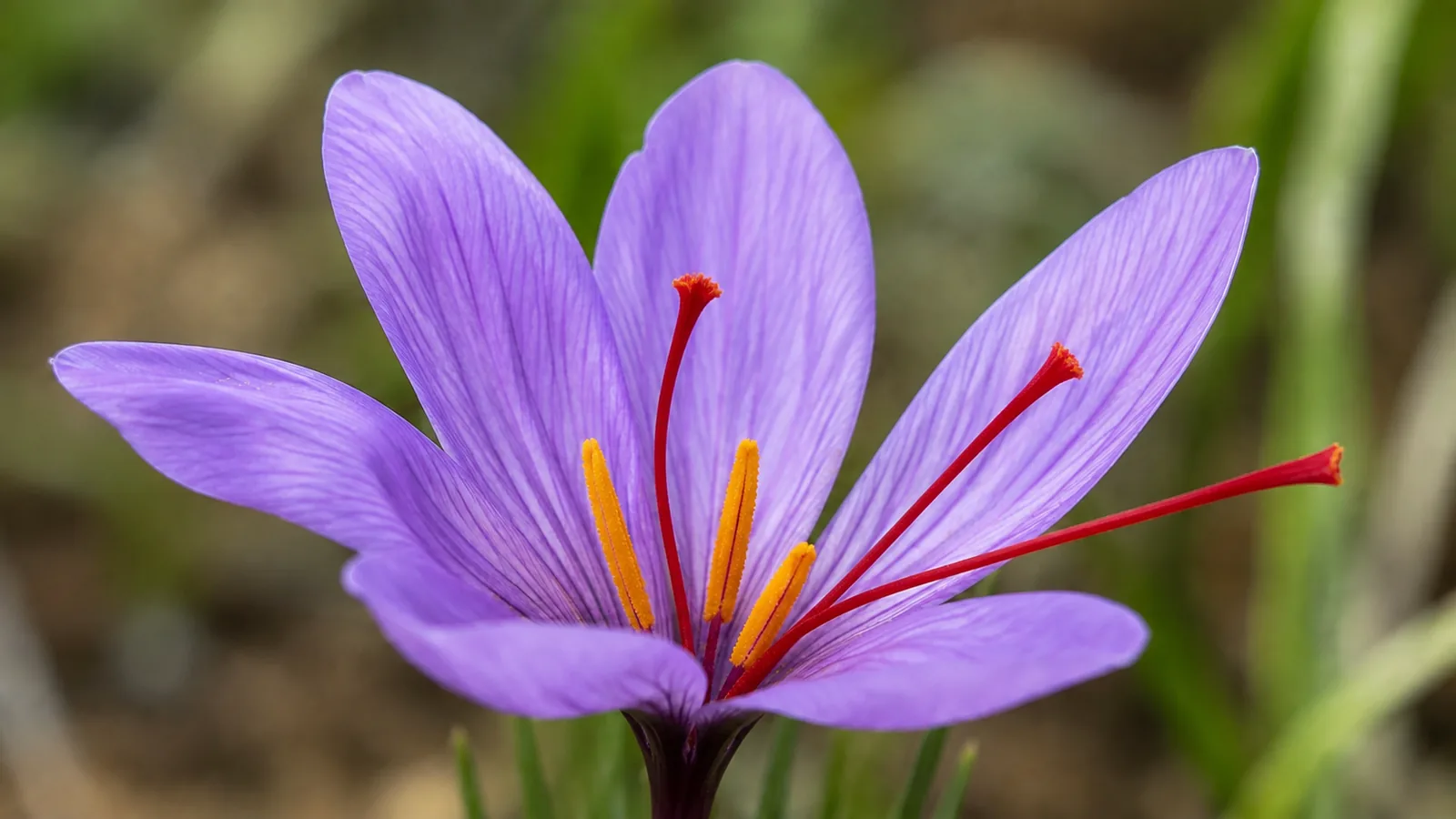 Edible part of saffron: three red stigmas in a Crocus sativus flower