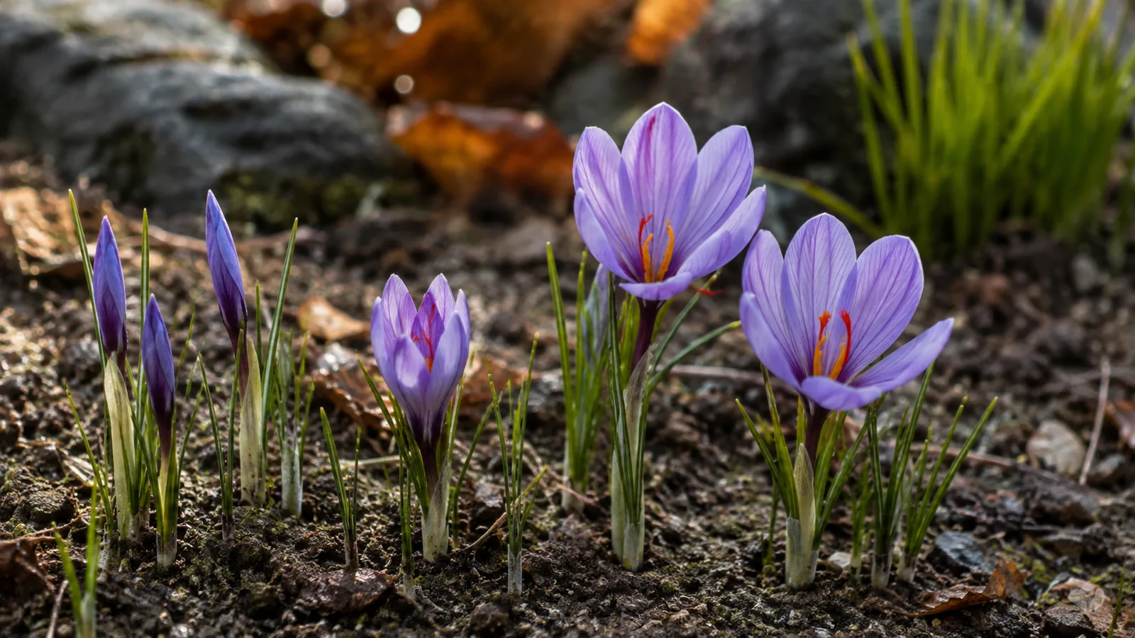 Purple saffron crocuses flowering among narrow green leaves in an autumn garden bed