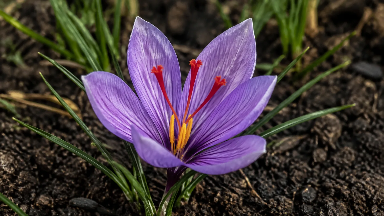 Purple Crocus sativus flower showing three red saffron stigma branches