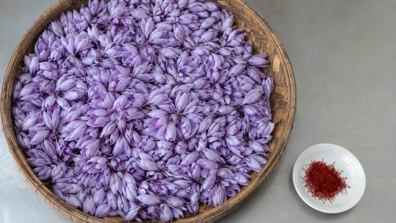 Large tray of saffron flowers beside a small dish of dried threads