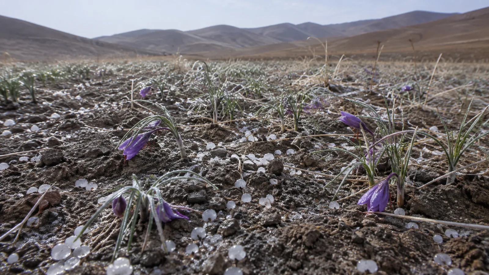 Frost and hail around damaged saffron flowers in a dry upland field